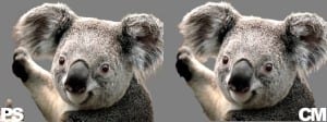 Cutout comparison of a Koala bear