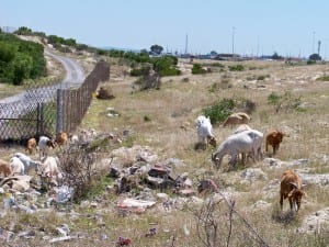 Animals Grazing on Khayelitsha Site