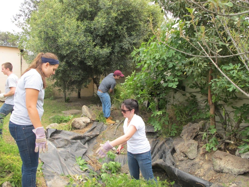 The group removing the debris and overgrown plants from the ripped tarp basin of the fountain