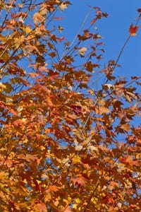 fall trees_news bulletin