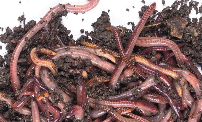 A whole bunch of worms