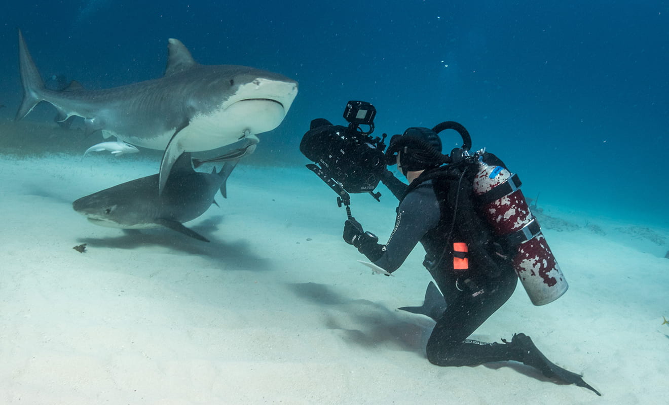 Jonathan Bird filming sharks