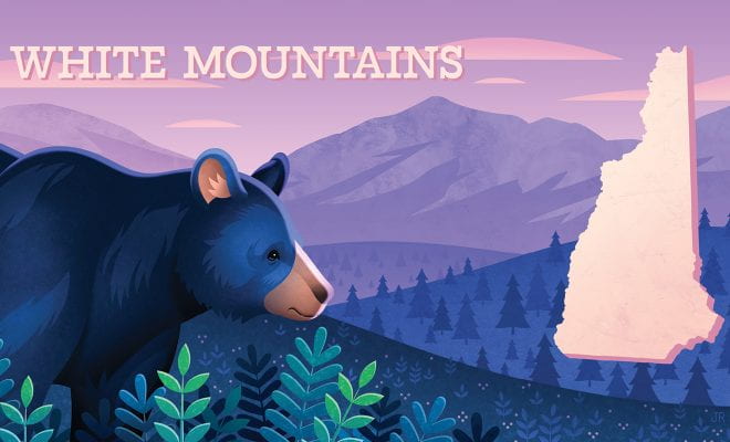 Illustration of a bear in the White Mountains of New Hampshire
