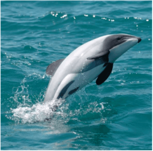 Pj Dolphin 15