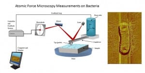 AFM Applied to Measure Bacterial Adhesion Forces